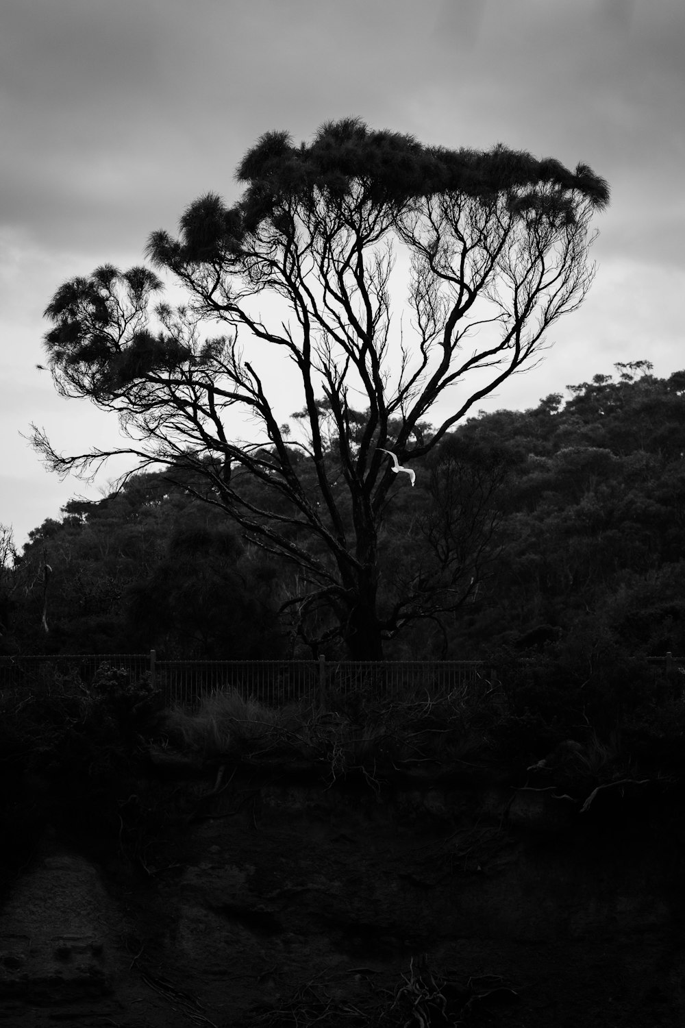 a black and white photo of a tree