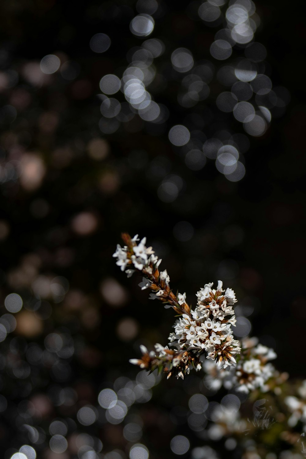 a close up of a flower with blurry background