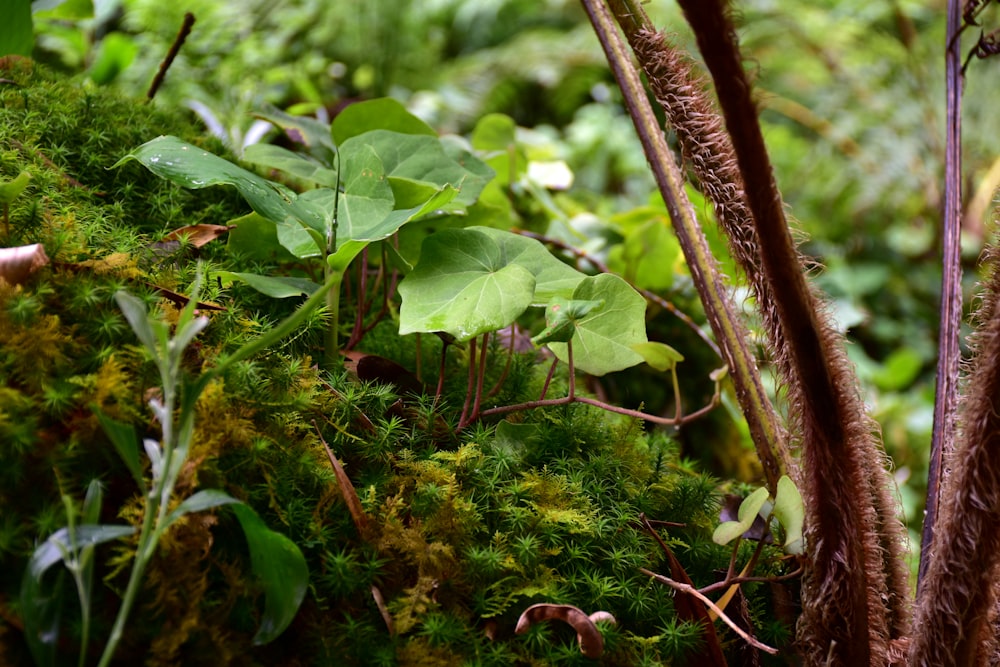 a close up of a plant with lots of leaves