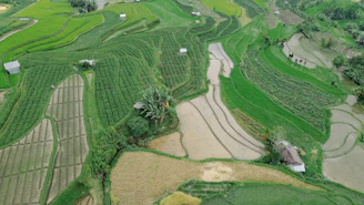 an aerial view of a green rice field