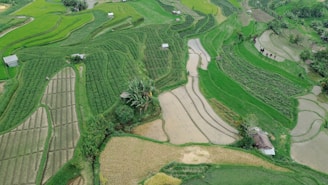 A panoramic view of lush rice fields in Guangdong with drones flying overhead capturing multispectral data.