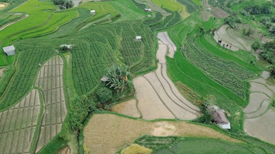 A panoramic view of lush rice fields in Guangdong with drones flying overhead capturing multispectral data.