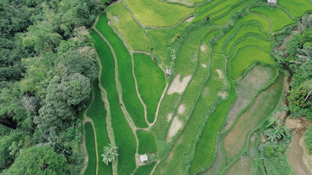 an aerial view of a lush green rice field