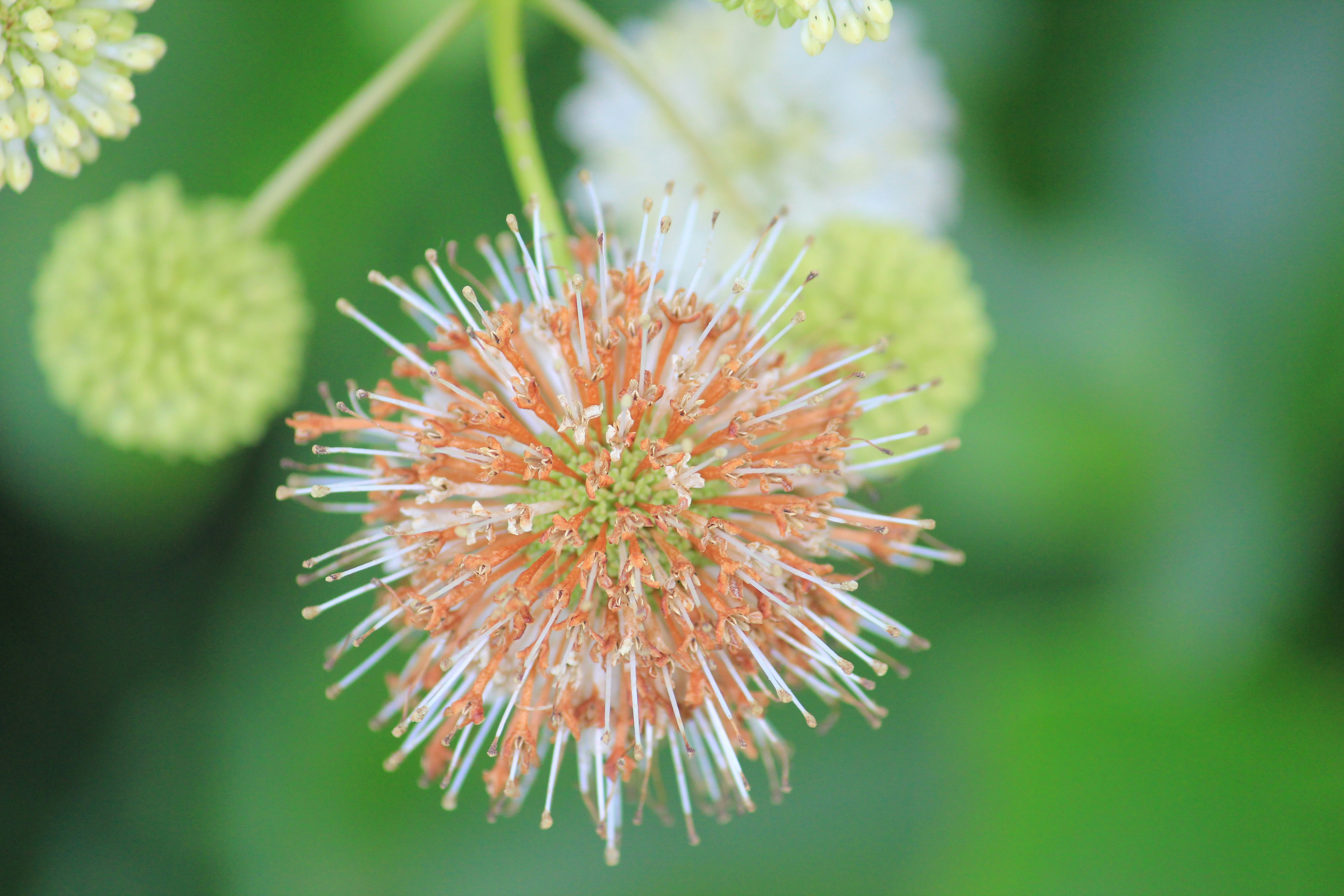 Photo by krazekatlady