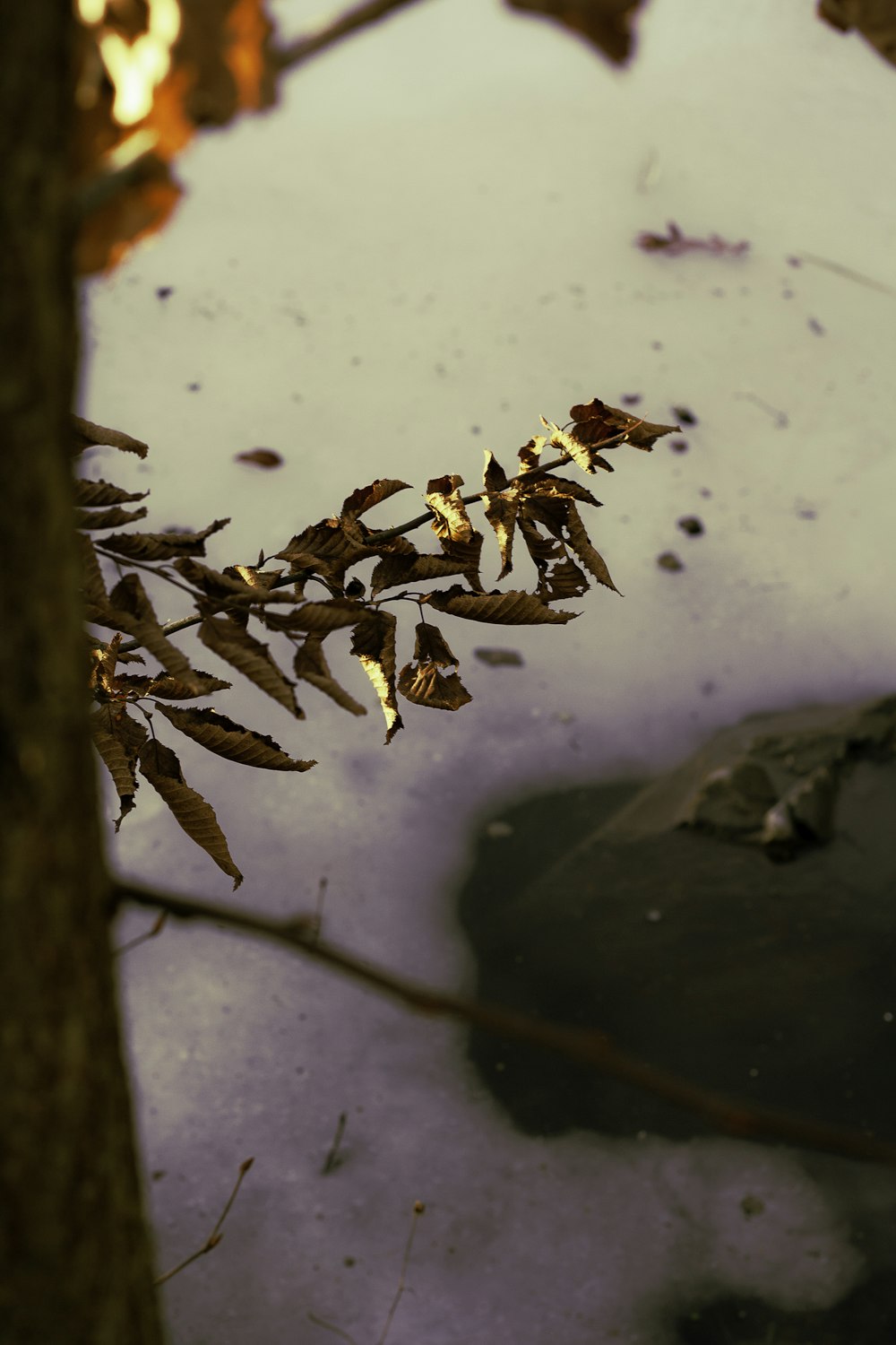 a branch of a tree in a puddle of water