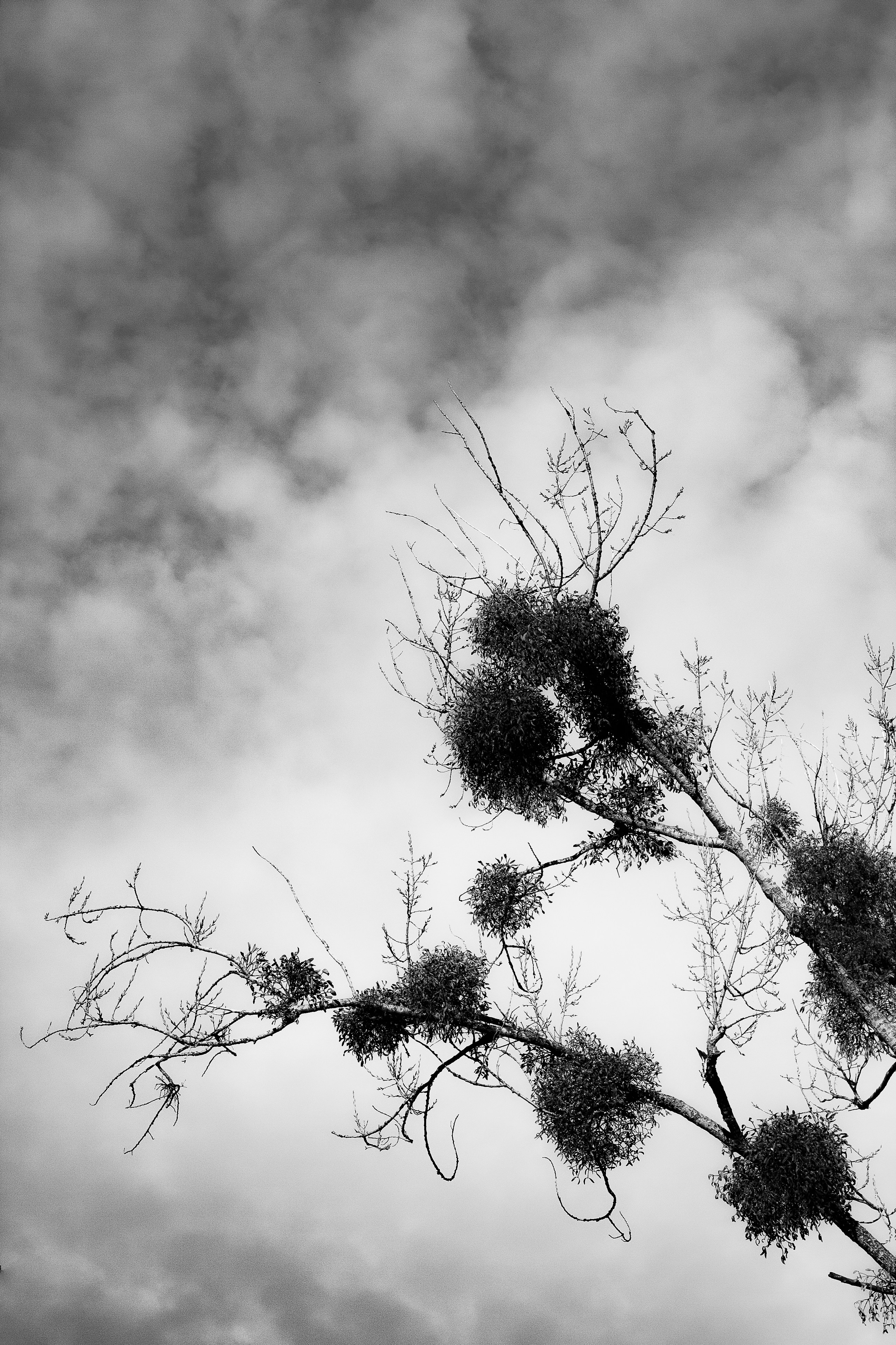 una foto in bianco e nero di un ramo di un albero