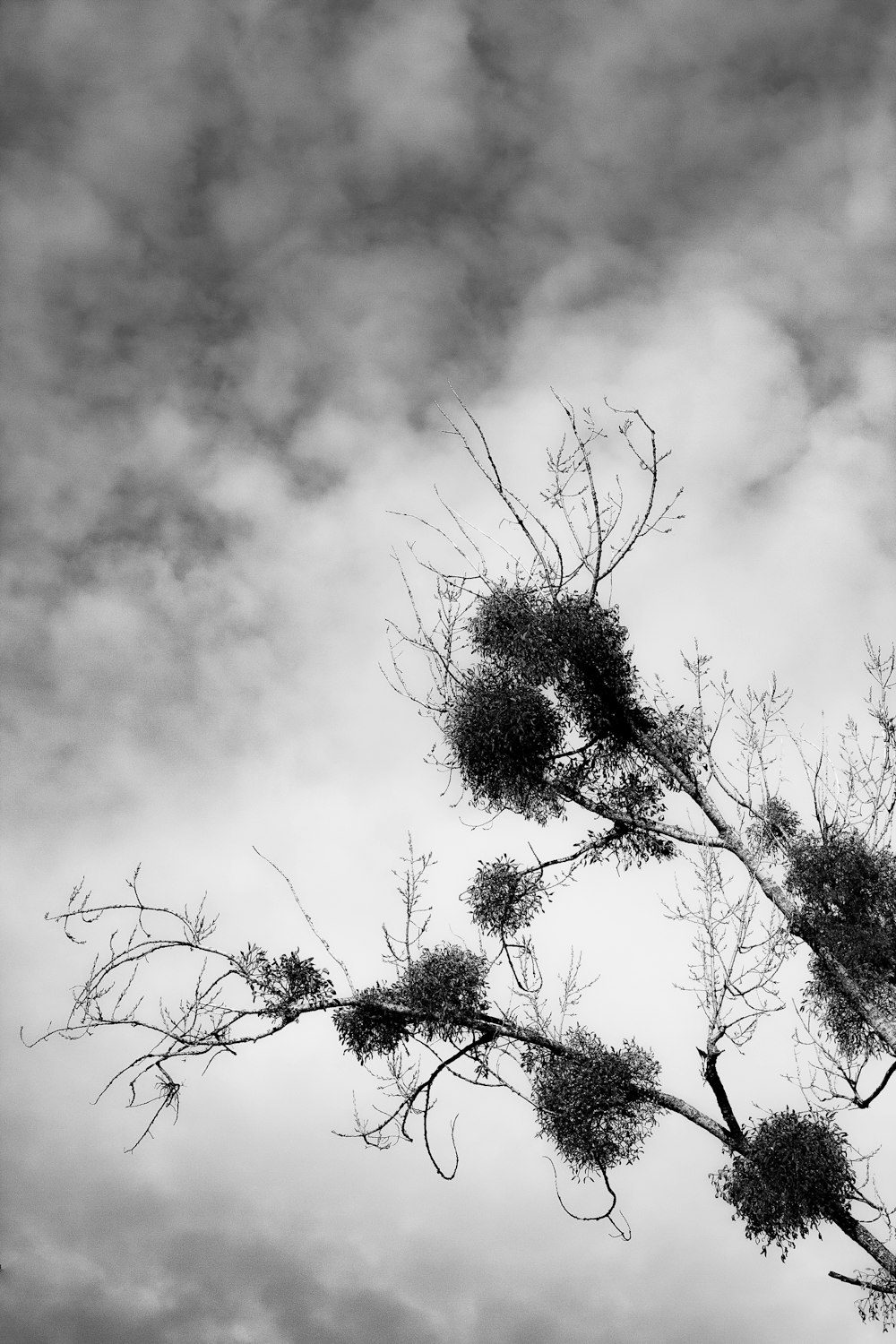 a black and white photo of a tree branch