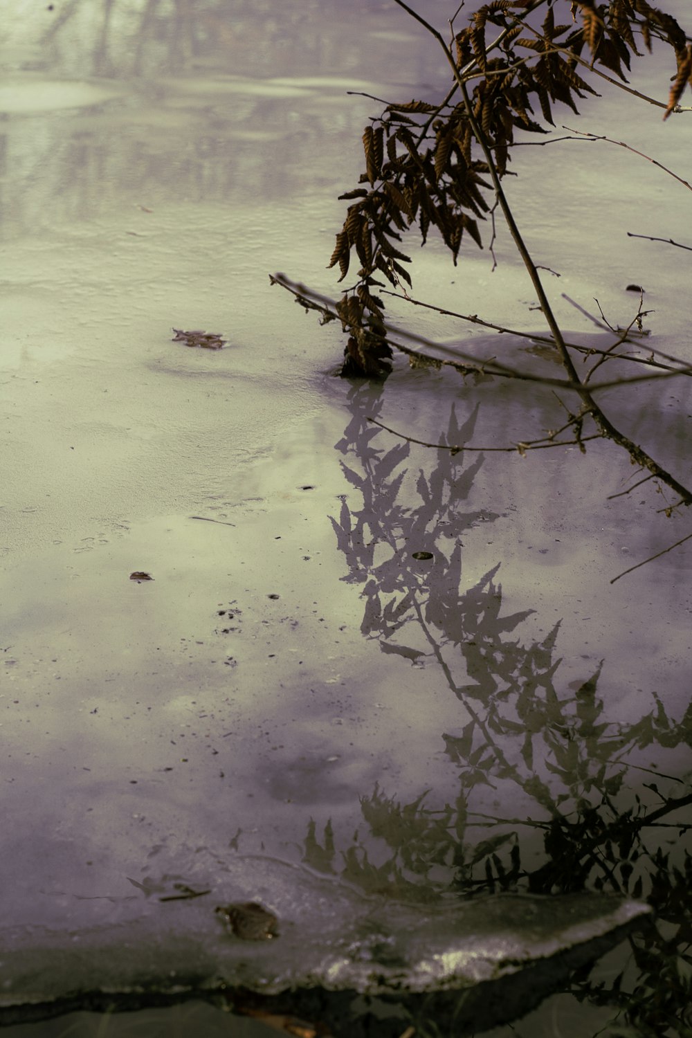 a tree branch is reflected in a puddle of water