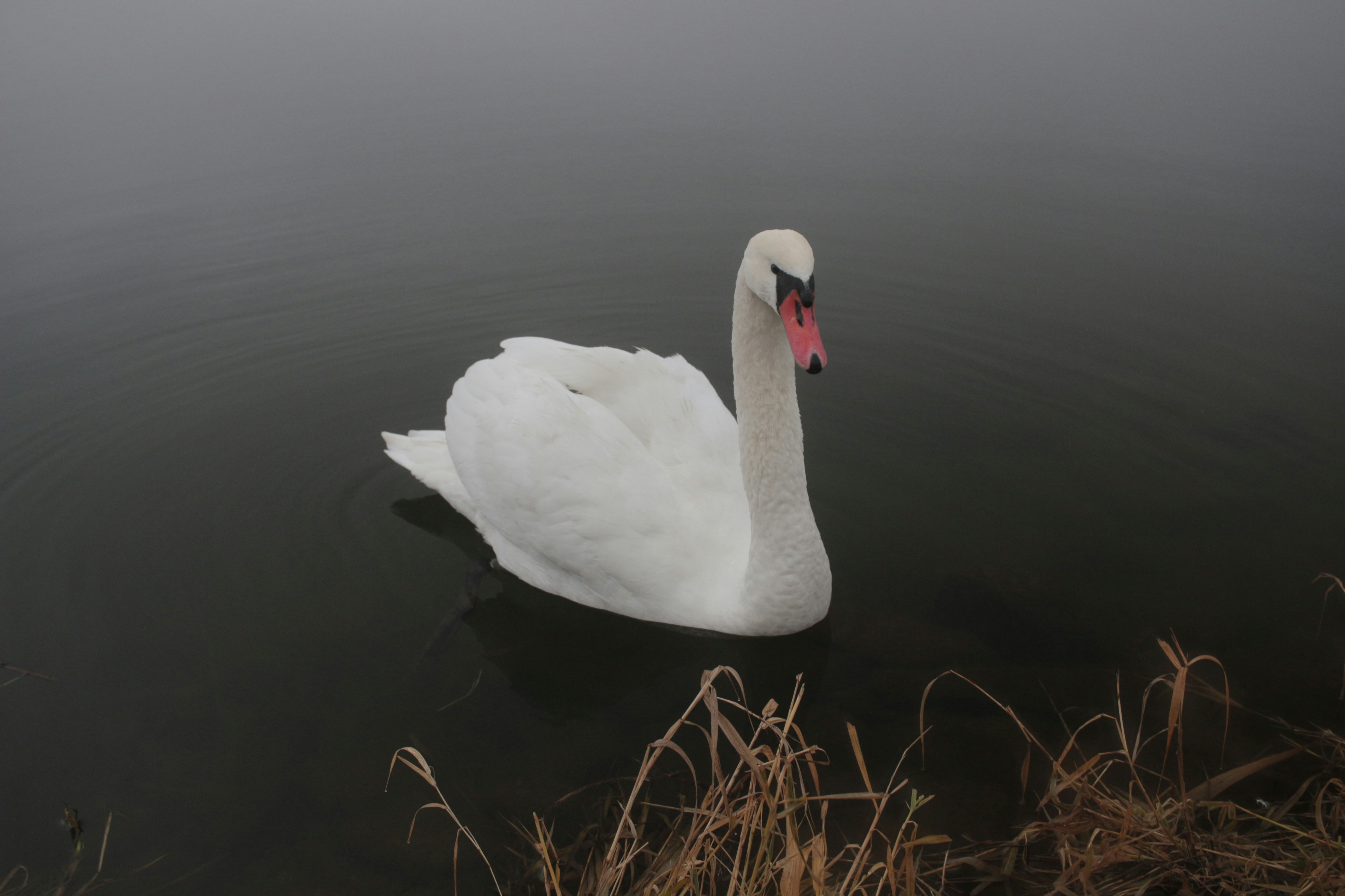 un cisne blanco flotando sobre un cuerpo de agua