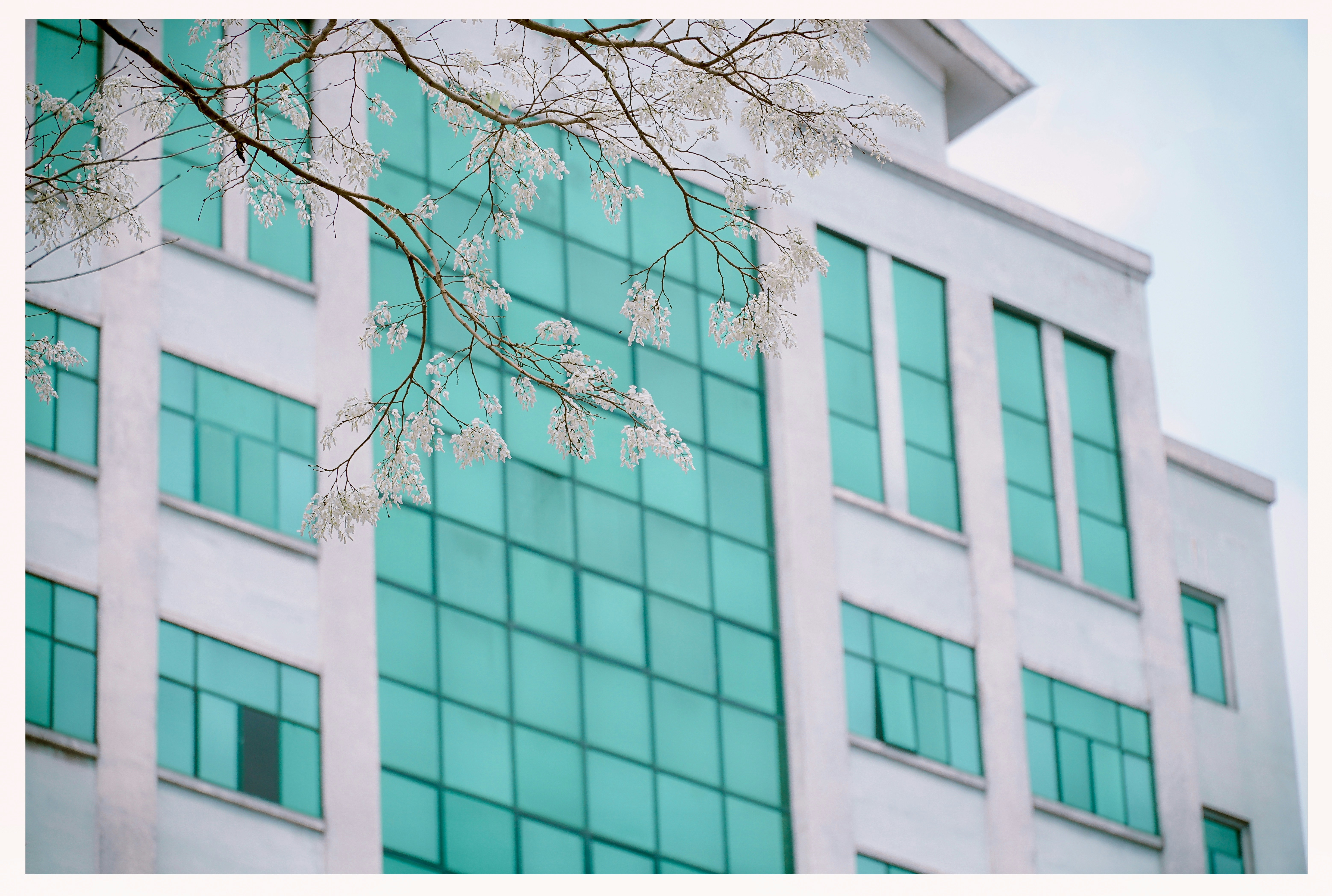 A tall building with a lot of windows and a tree in front of it photo ...