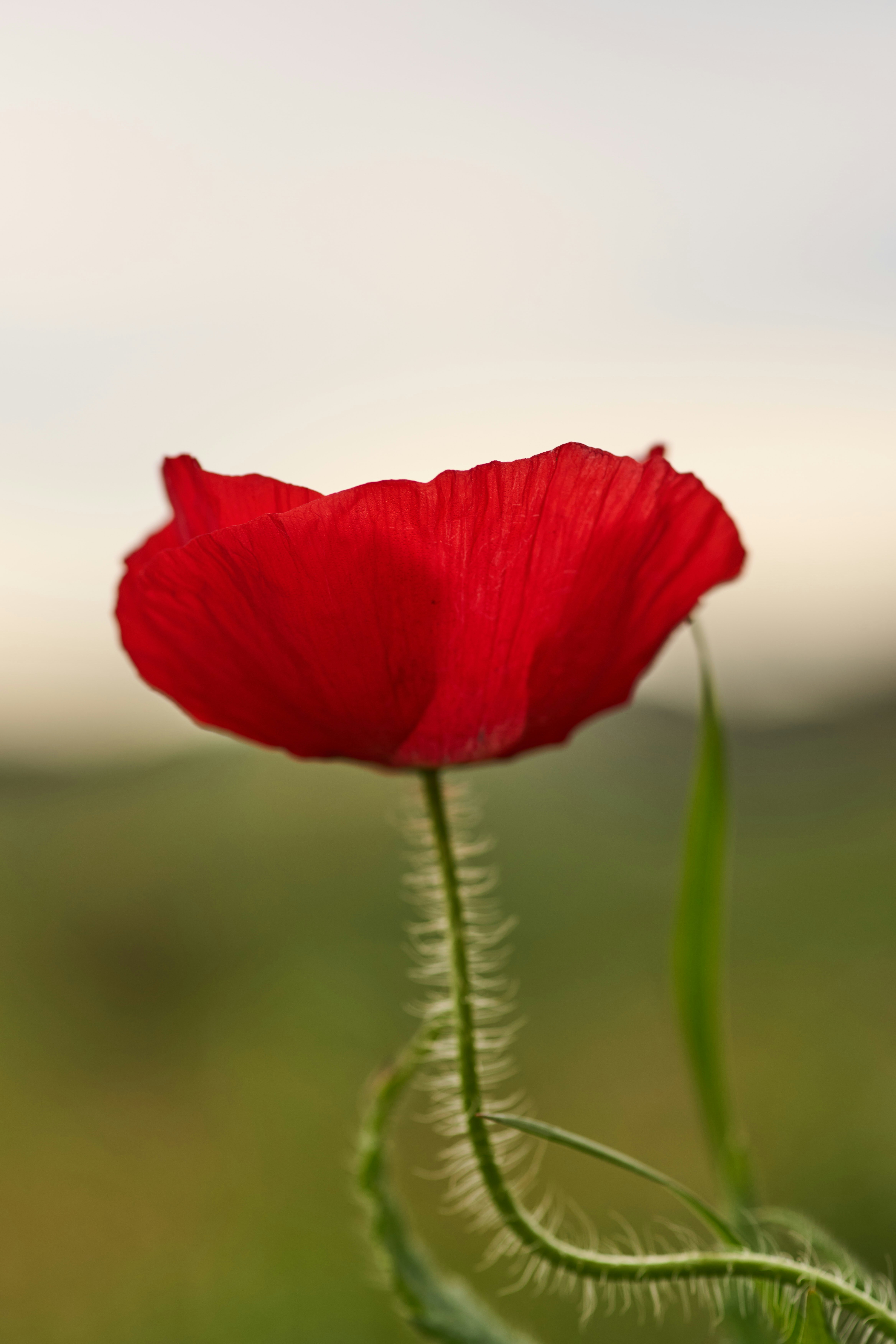 Photo by wolfgang_hasselmann