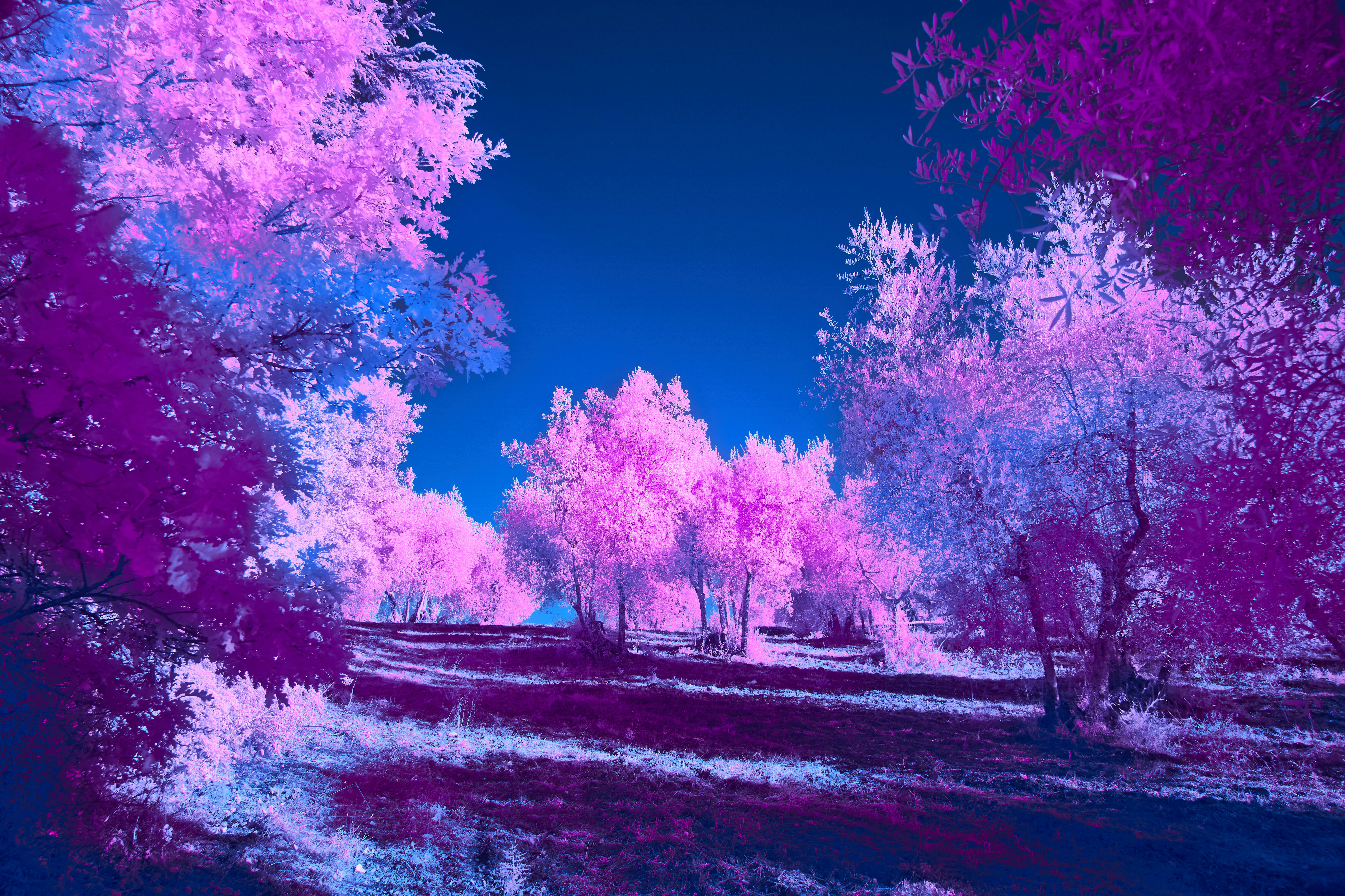 Photo by wolfgang_hasselmann