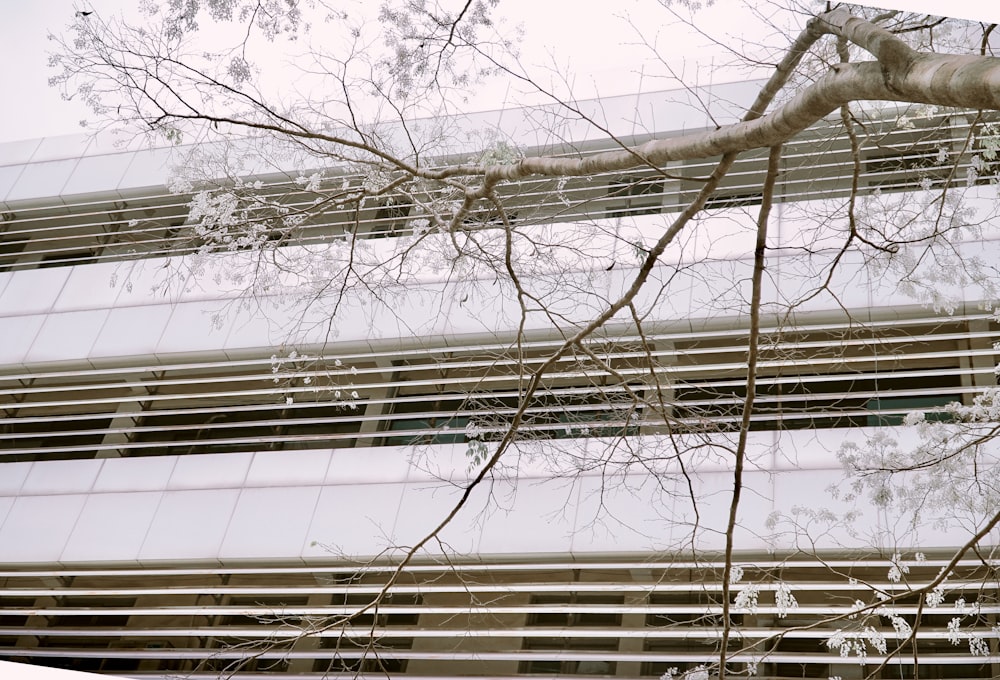 a tall building with a tree in front of it