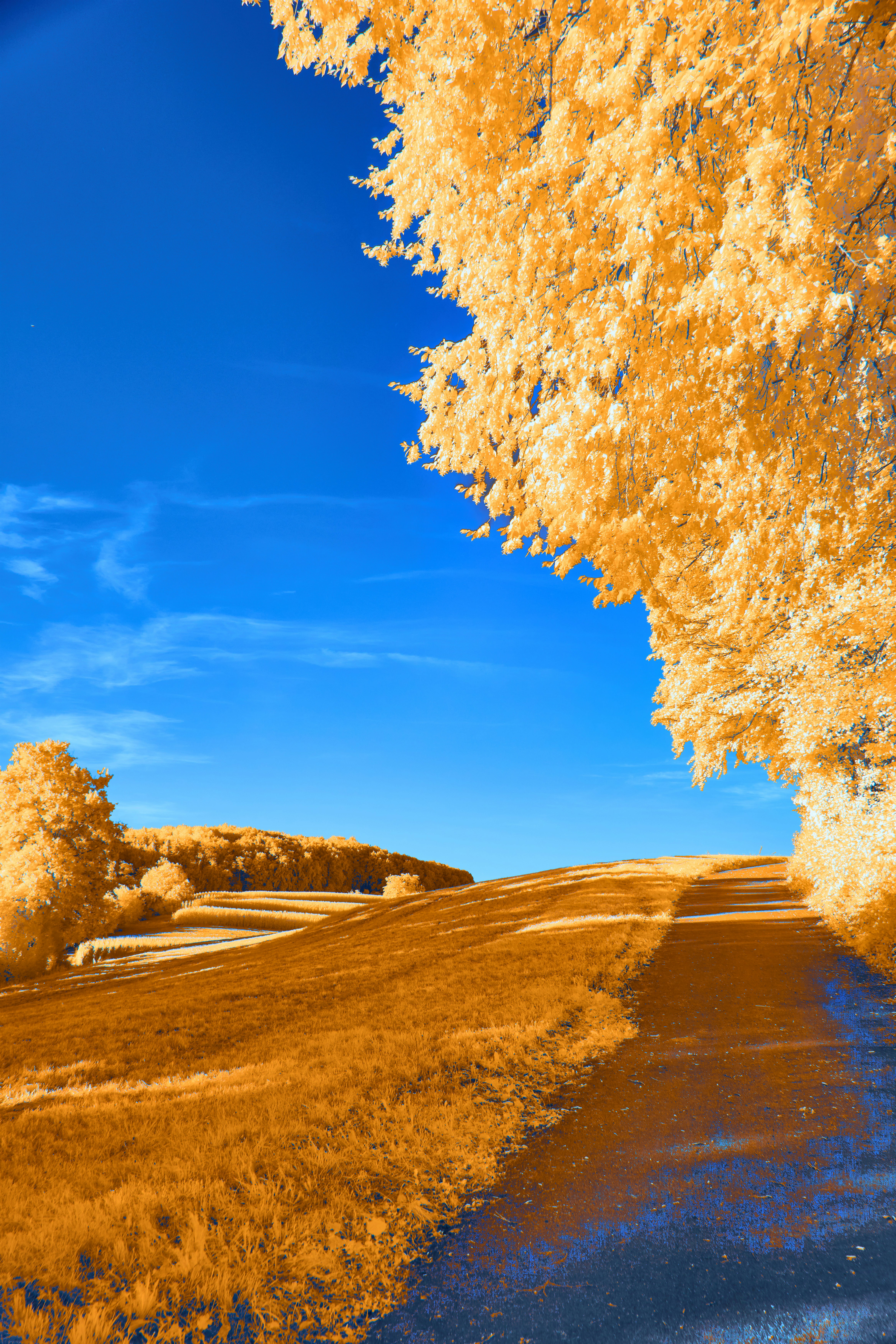 Photo by wolfgang_hasselmann