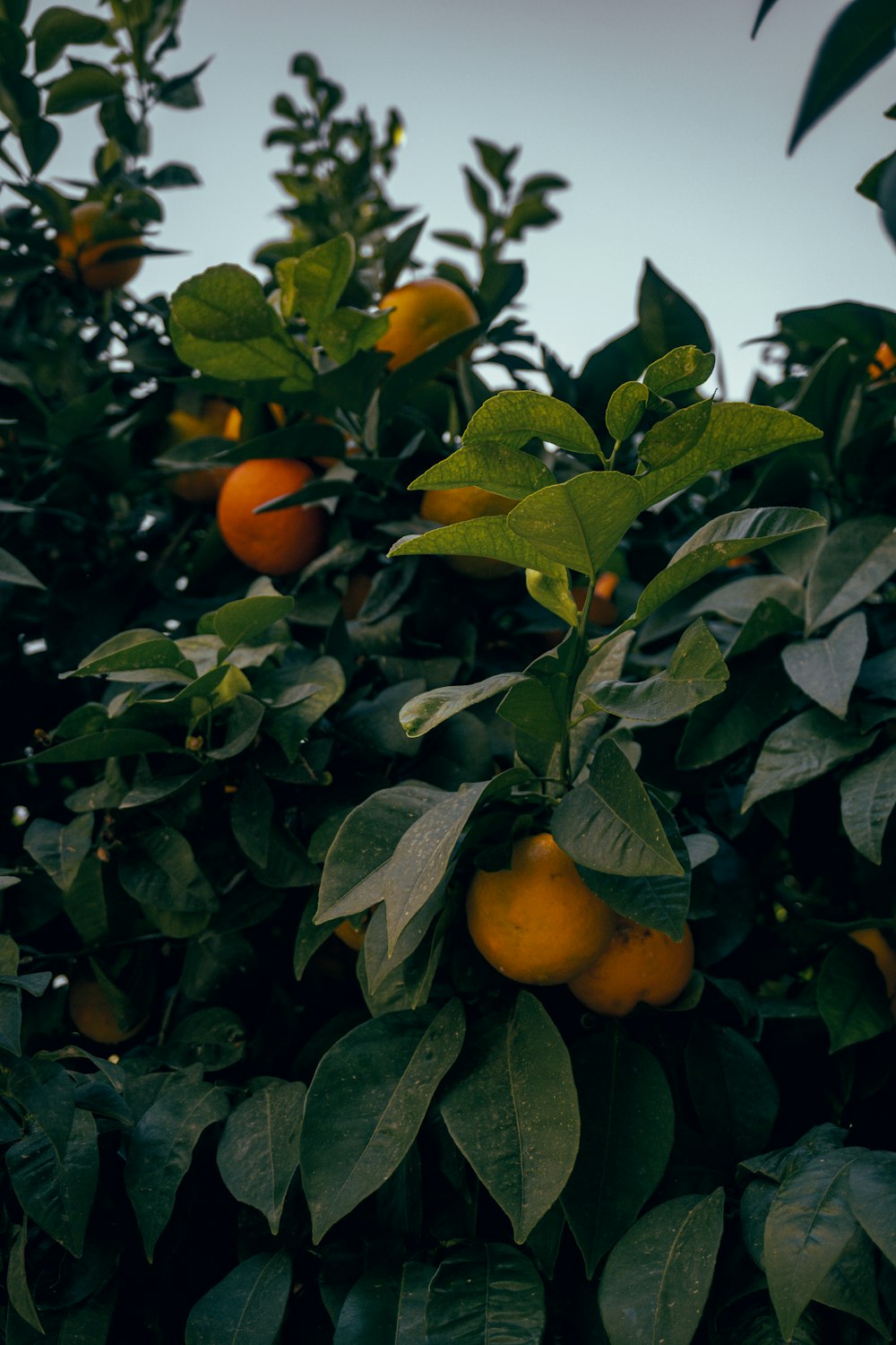 a tree filled with lots of ripe oranges