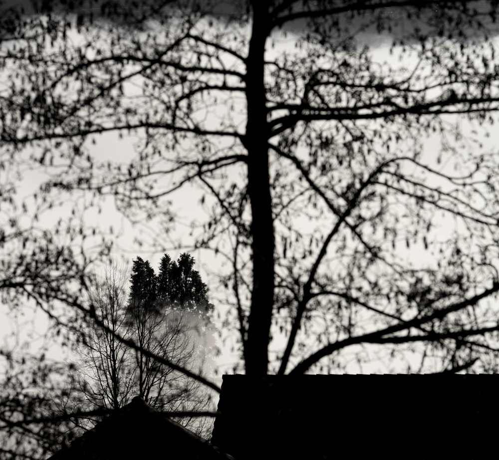 a black and white photo of trees and a building