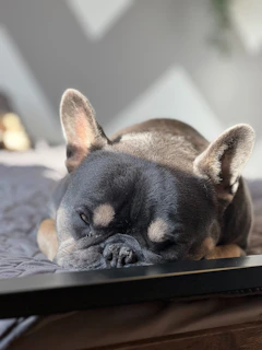 A platinum French Bulldog puppy resting peacefully on a plush dog bed with soft natural light highlighting its smooth coat.
