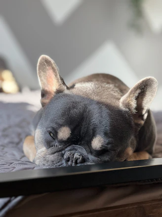 Close-up of a fluffy lilac French Bulldog puppy sitting on a soft white blanket with gentle sunlight highlighting its coat.
