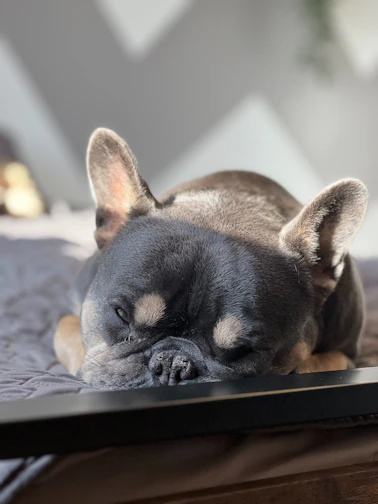 Close-up of a fluffy lilac French Bulldog puppy sitting on a soft white blanket with gentle sunlight highlighting its coat.