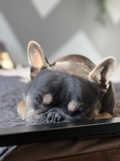 A happy French Bulldog puppy sitting on a cozy Texas porch with soft sunlight highlighting its fluffy coat.