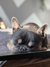 A French Bulldog is sleeping peacefully on a soft, textured surface. Sunlight illuminates its face, highlighting the warm tones in its fur. The background is out of focus with a blend of light and shadows.