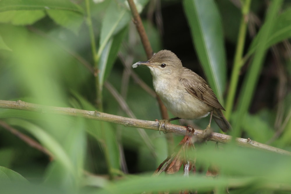 a small brown bird perched on a branch