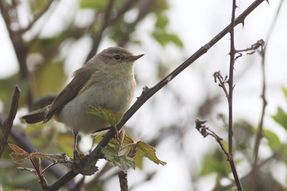 a small bird sitting on a branch of a tree