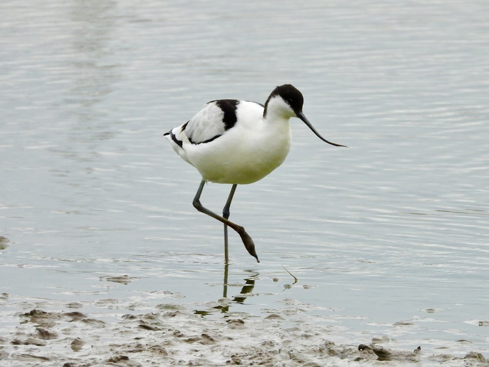 a black and white bird is standing in the water