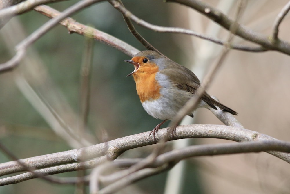 a small bird sitting on top of a tree branch