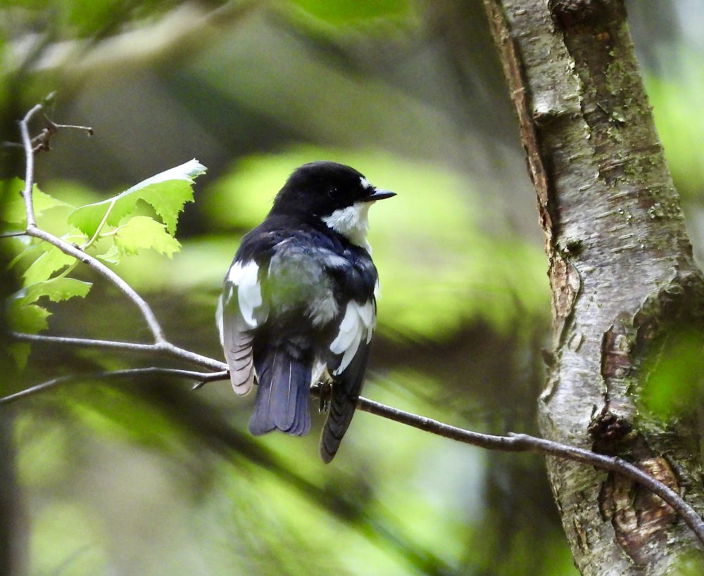 a black and white bird perched on a tree branch