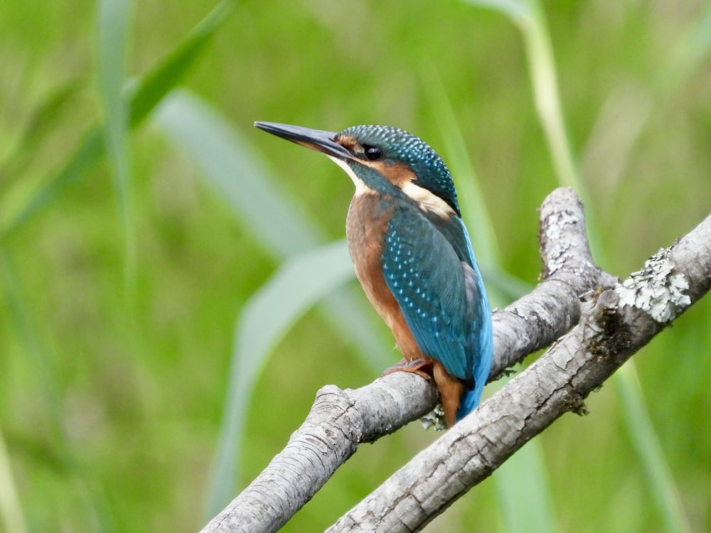 a blue and brown bird sitting on top of a tree branch