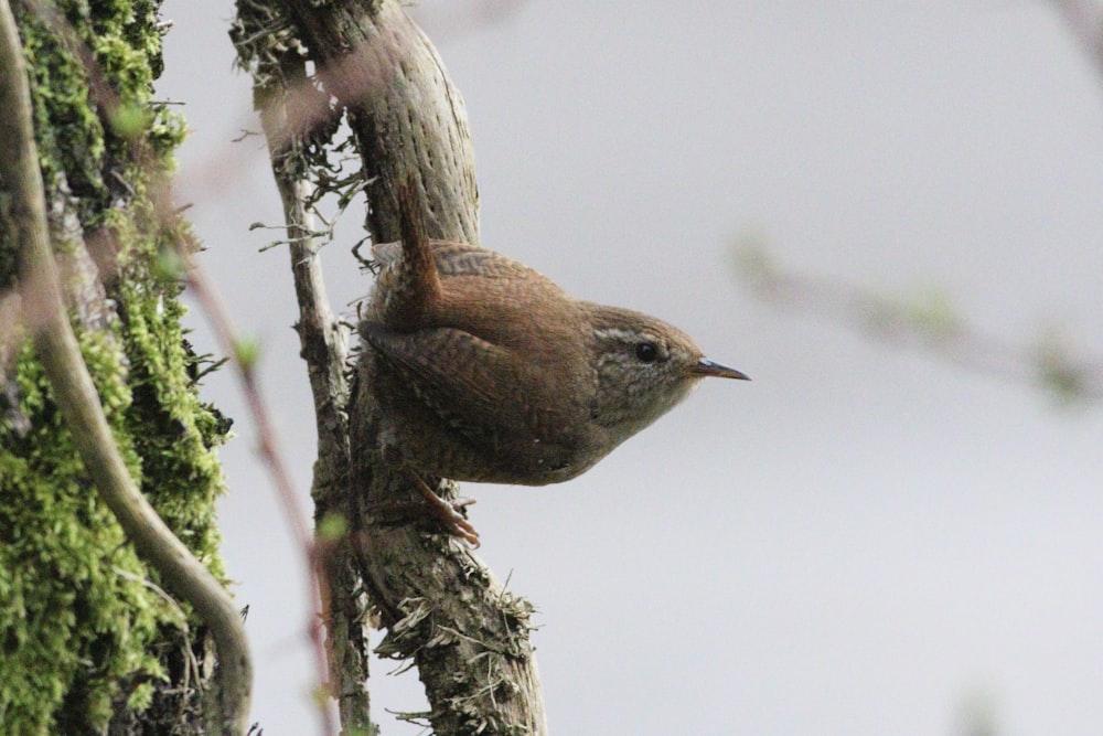 a small bird perched on a tree branch