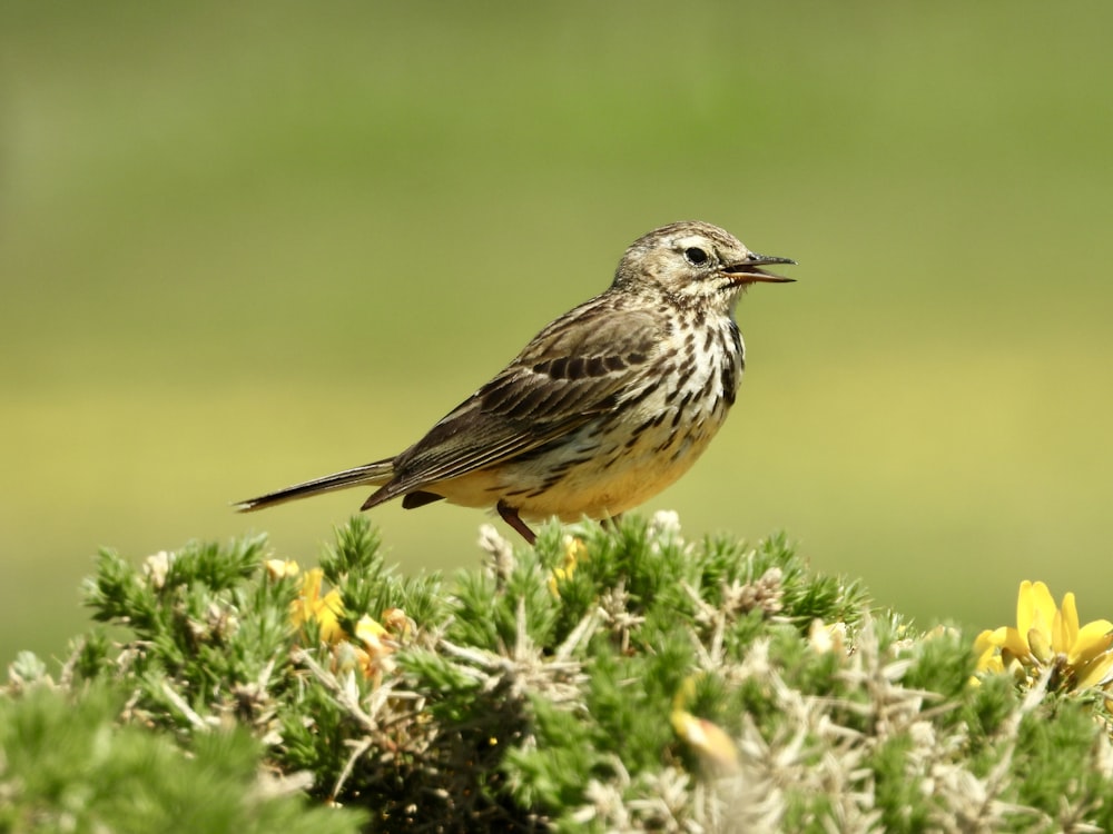 a small bird sitting on top of a green plant