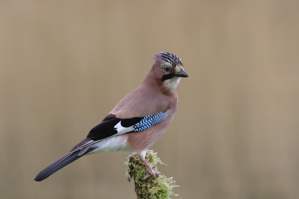 a blue and white bird perched on a mossy branch