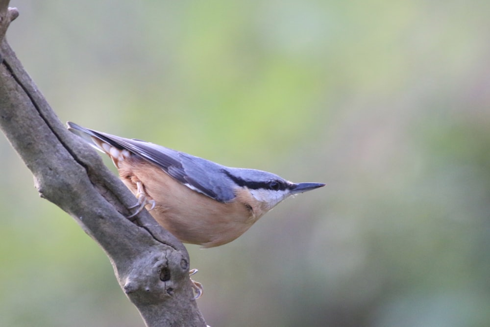 a small bird perched on a tree branch