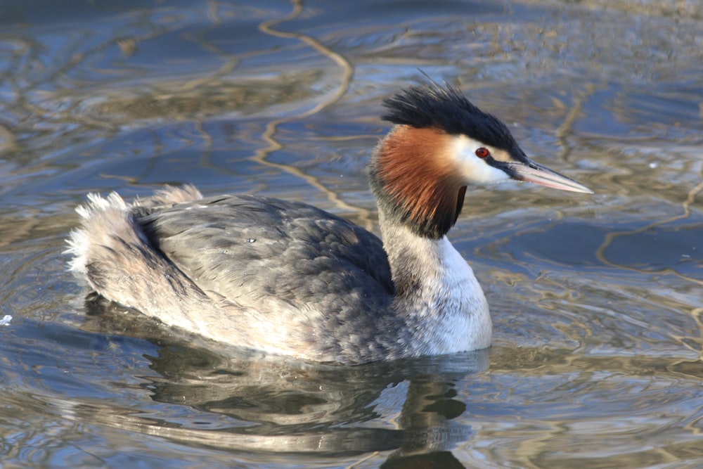 a bird floating on top of a body of water