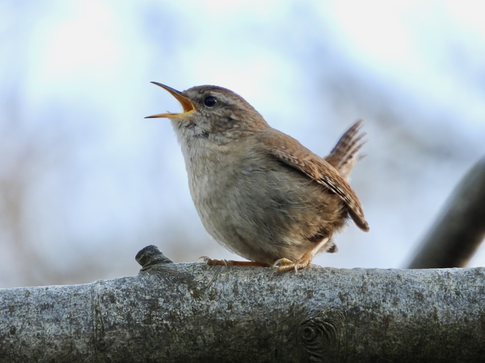 a bird with its mouth open sitting on a branch