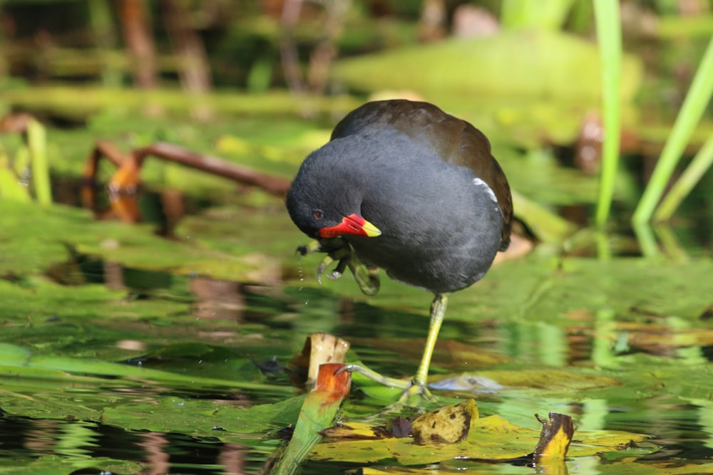 a black bird standing on a branch in the water