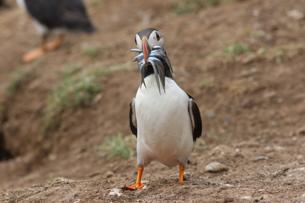 a close up of a bird on a dirt ground