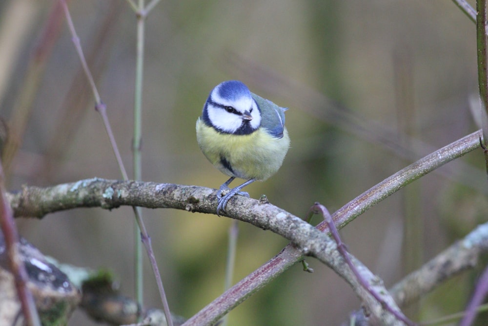 a blue and white bird sitting on a tree branch