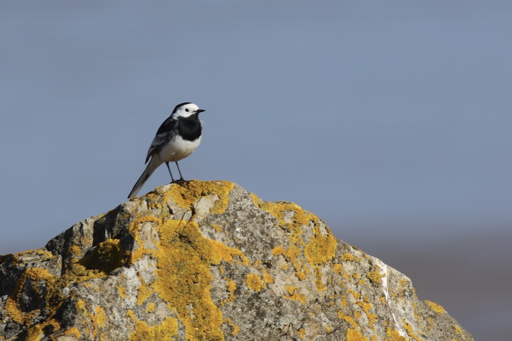 a small bird sitting on top of a rock