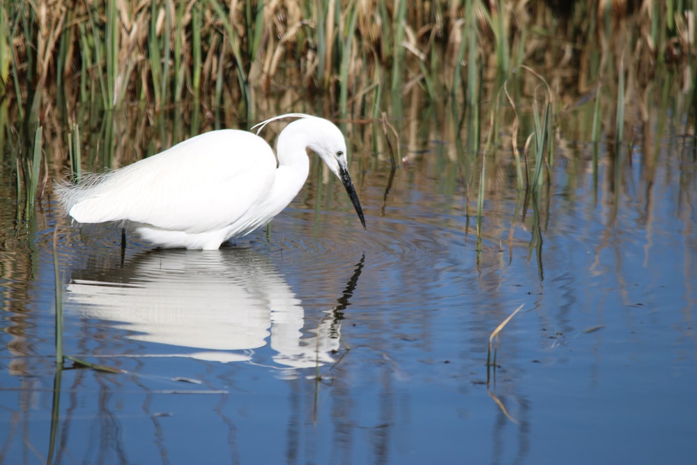 a white bird is standing in the water