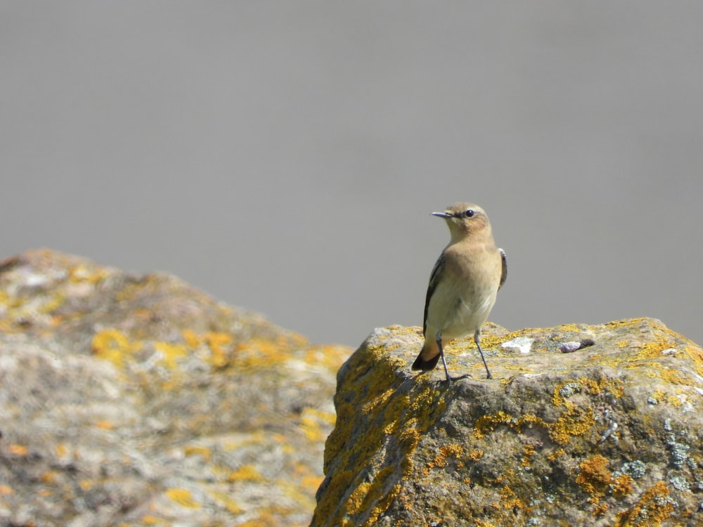 a bird sitting on top of a large rock