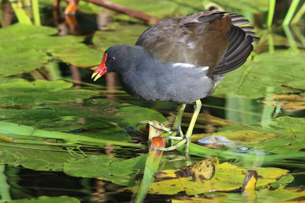 a bird is standing on a stick in the water