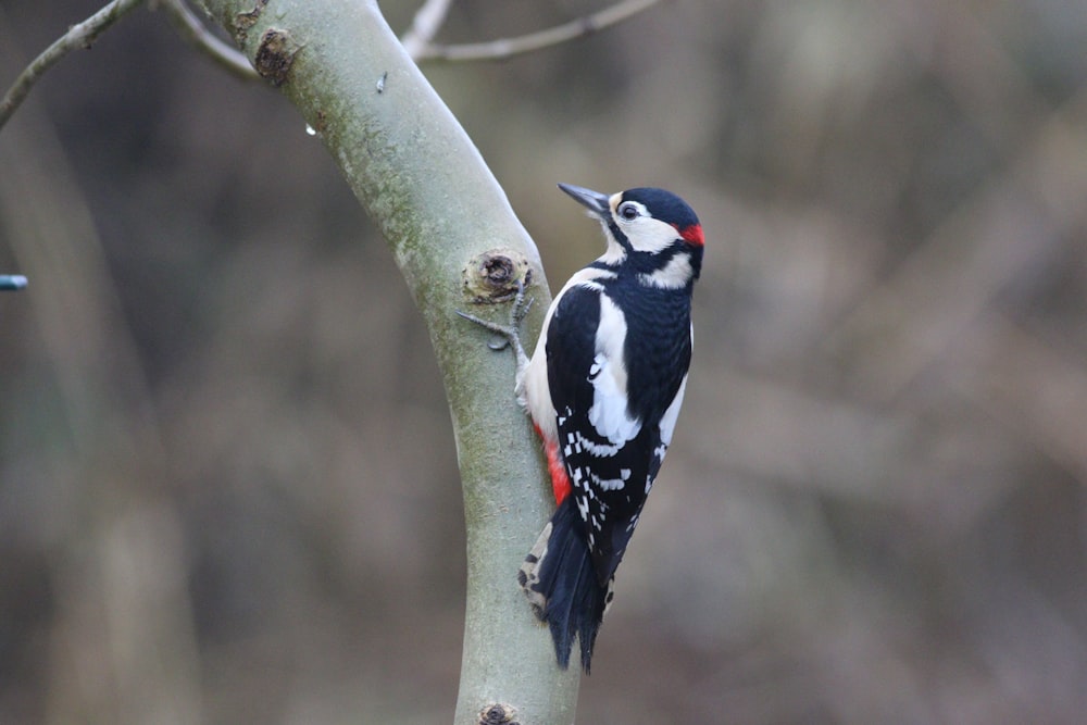 a black and white bird perched on a tree branch