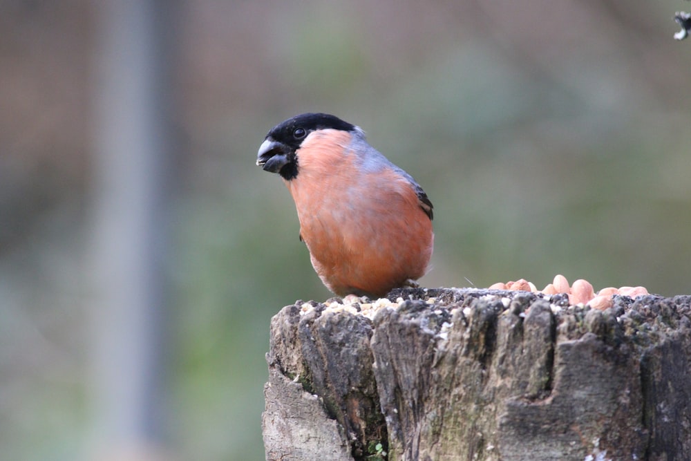 a small bird sitting on top of a tree stump