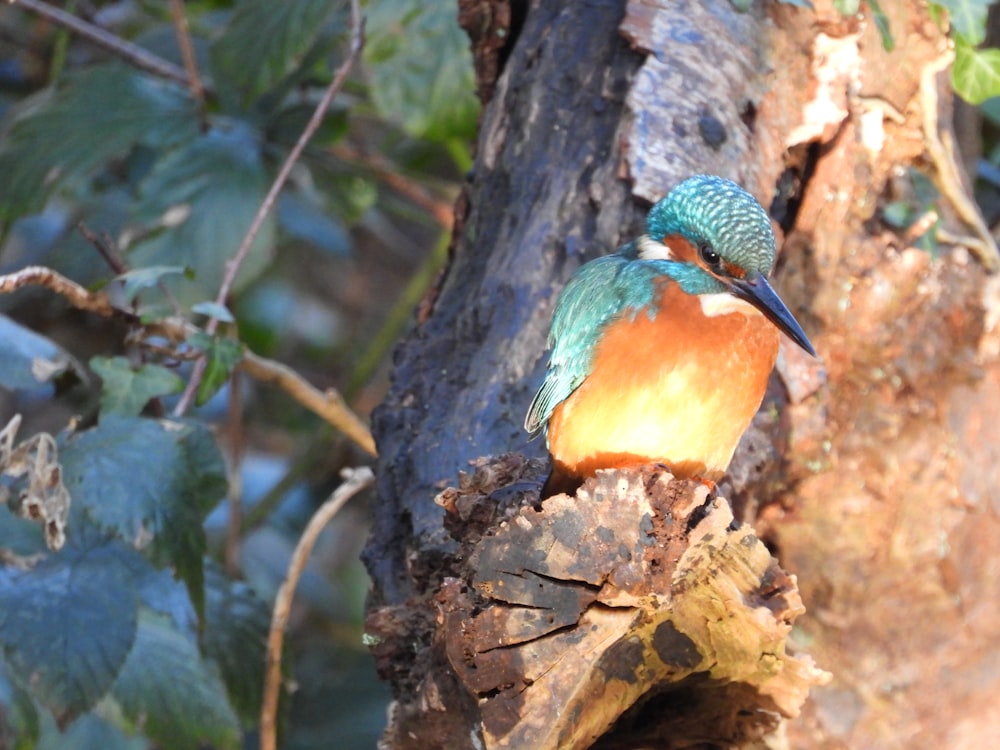 a colorful bird perched on a tree branch