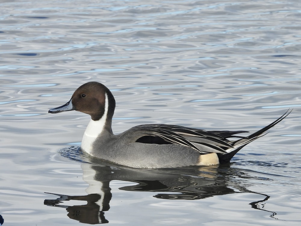 a duck floating on top of a body of water