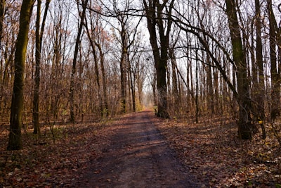 A calm, empty path winding through a quiet forest in autumn.