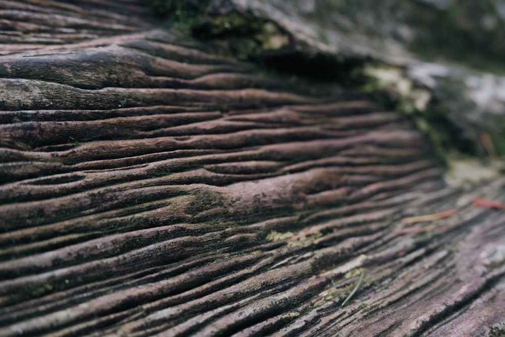a close up of a tree trunk with very thin ridges